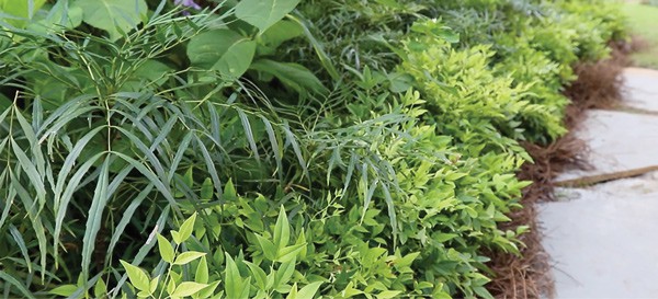 ‘Soft Caress’ Mahonia and ‘Lemon Lime’ Nandina planted in a  border