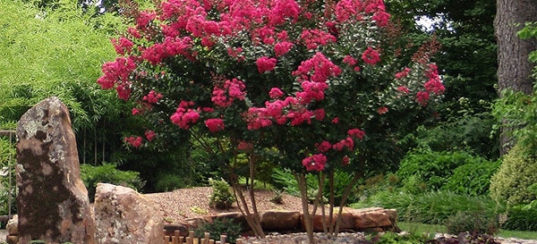 Mass Color 600x273px