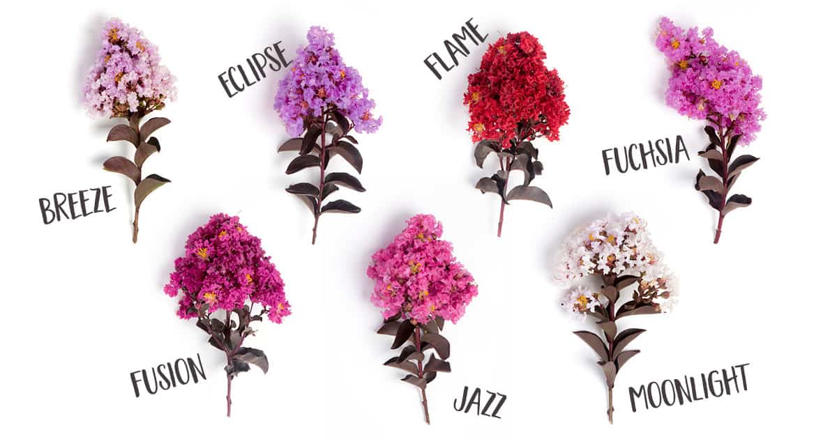 A snipped bloom of each Delta Crapemyrtle color on a white background