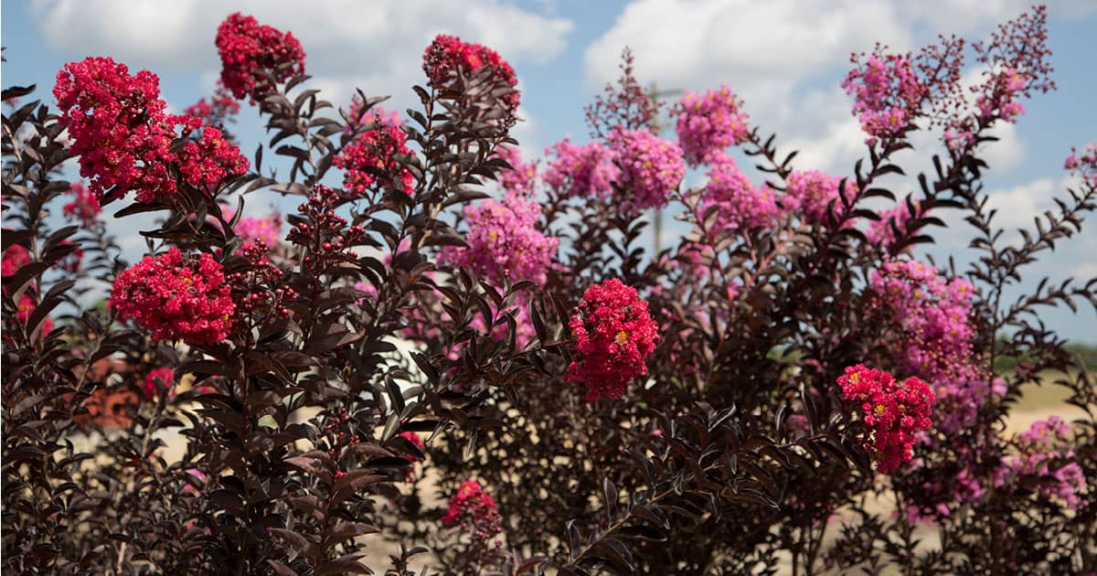 Meet The Delta Series Of Crapemyrtles 1200x6302