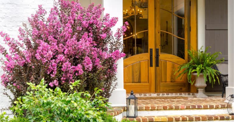 Delta Fuchsia Crapemyrtle tree frames front door of brick home