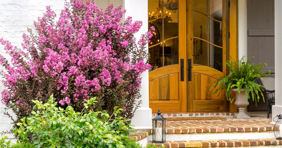 Delta Fuchsia Crapemyrtle tree frames front door of brick home