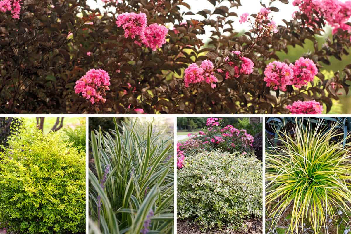 Meet The Delta Series Of Crapemyrtles 1200x800