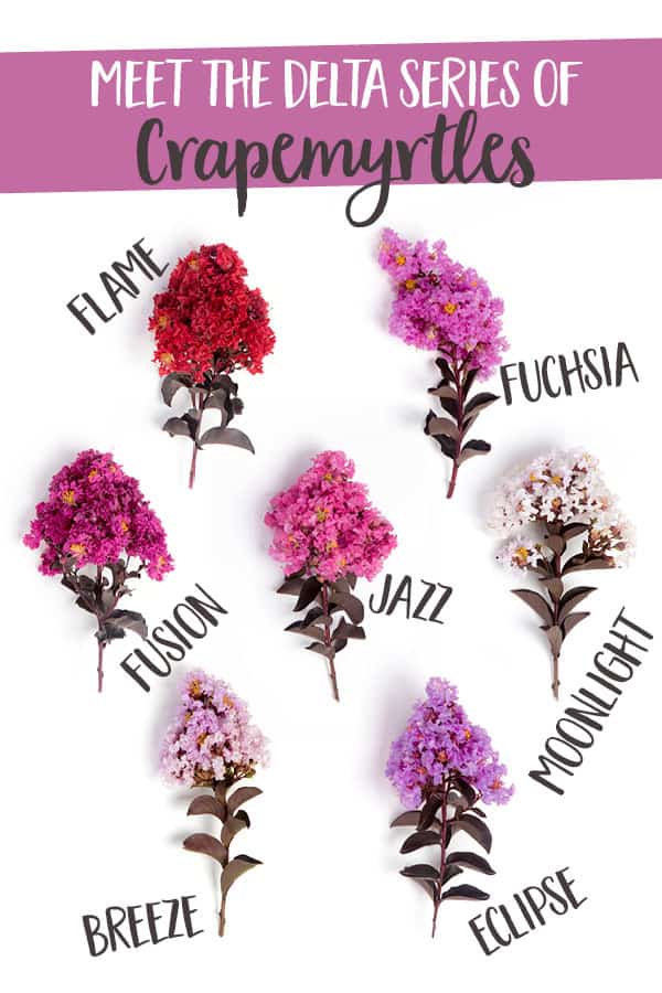 Meet The Delta Series Of Crapemyrtles 600x900