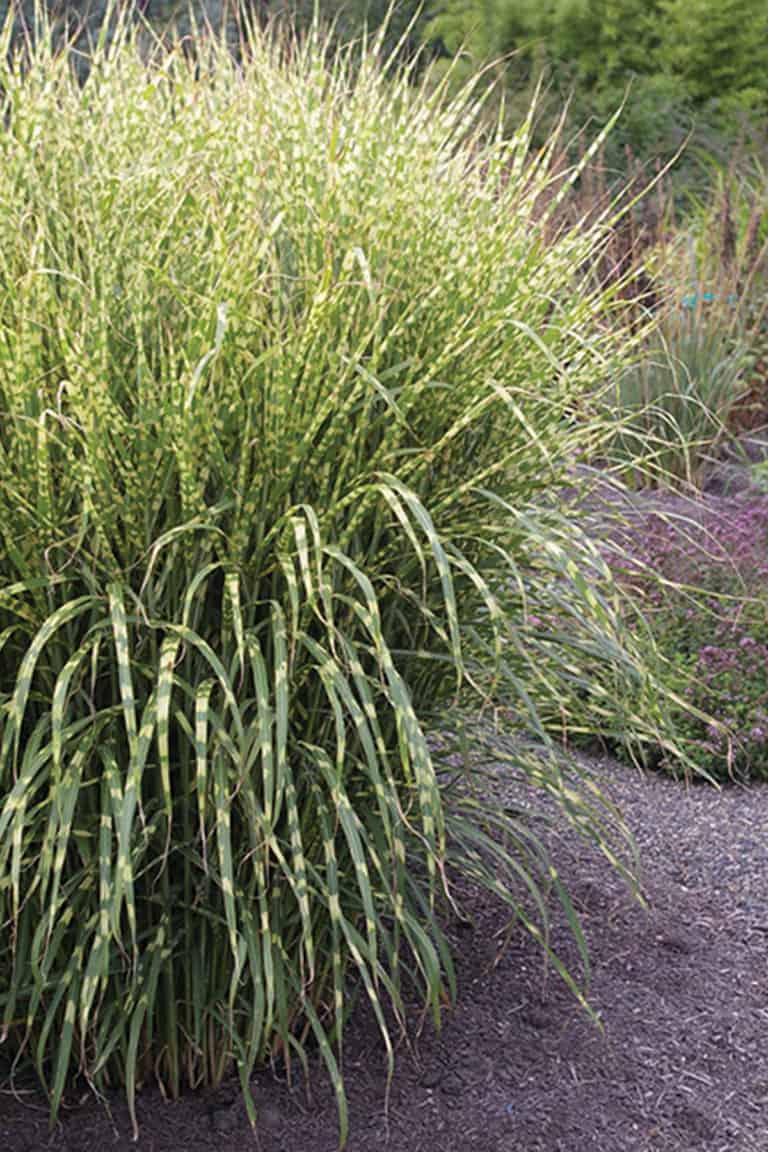 Large clump of grass-like foliage with green and yellow variegation