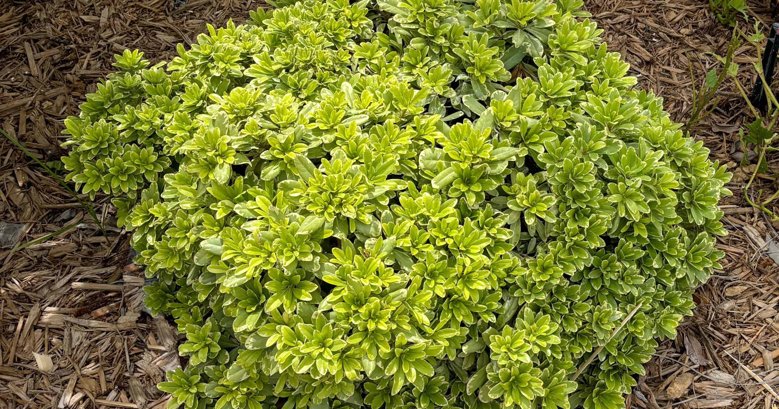 Mojo Pittosporum in the landscape