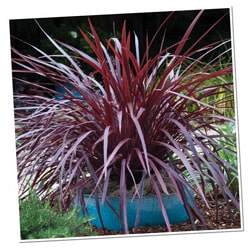 Monochromatic Color 250x250 Cordyline