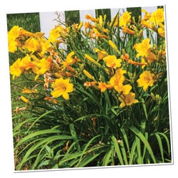 Monochromatic Color 250x250 Daylily