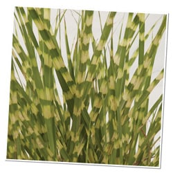 Monochromatic Color 250x250 Miscanthus