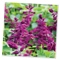 Monochromatic Color 250x250 Salvia