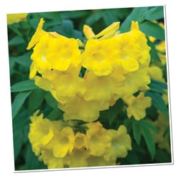 Monochromatic Color 250x250 Tecoma