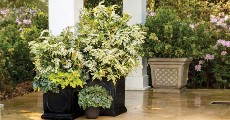 Potted Snow Mountain Pieris plant in patio landscape with bell-shaped white blooms and green foliage.