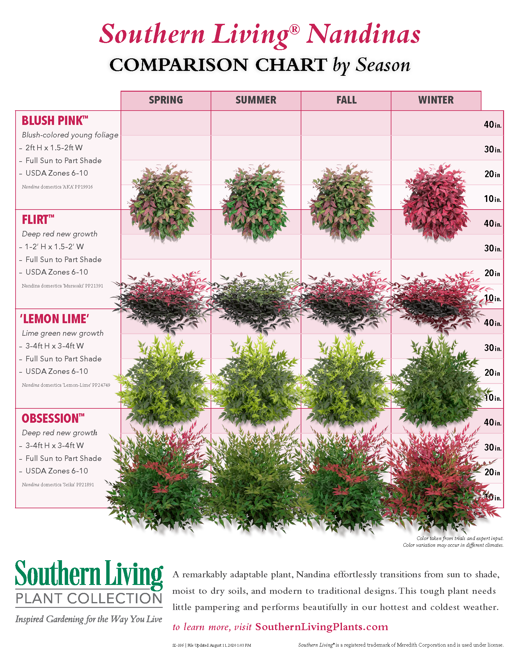 chart of Southern Living nandina varieties