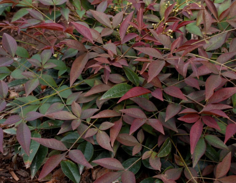 Close up of Nandina flirt foilage