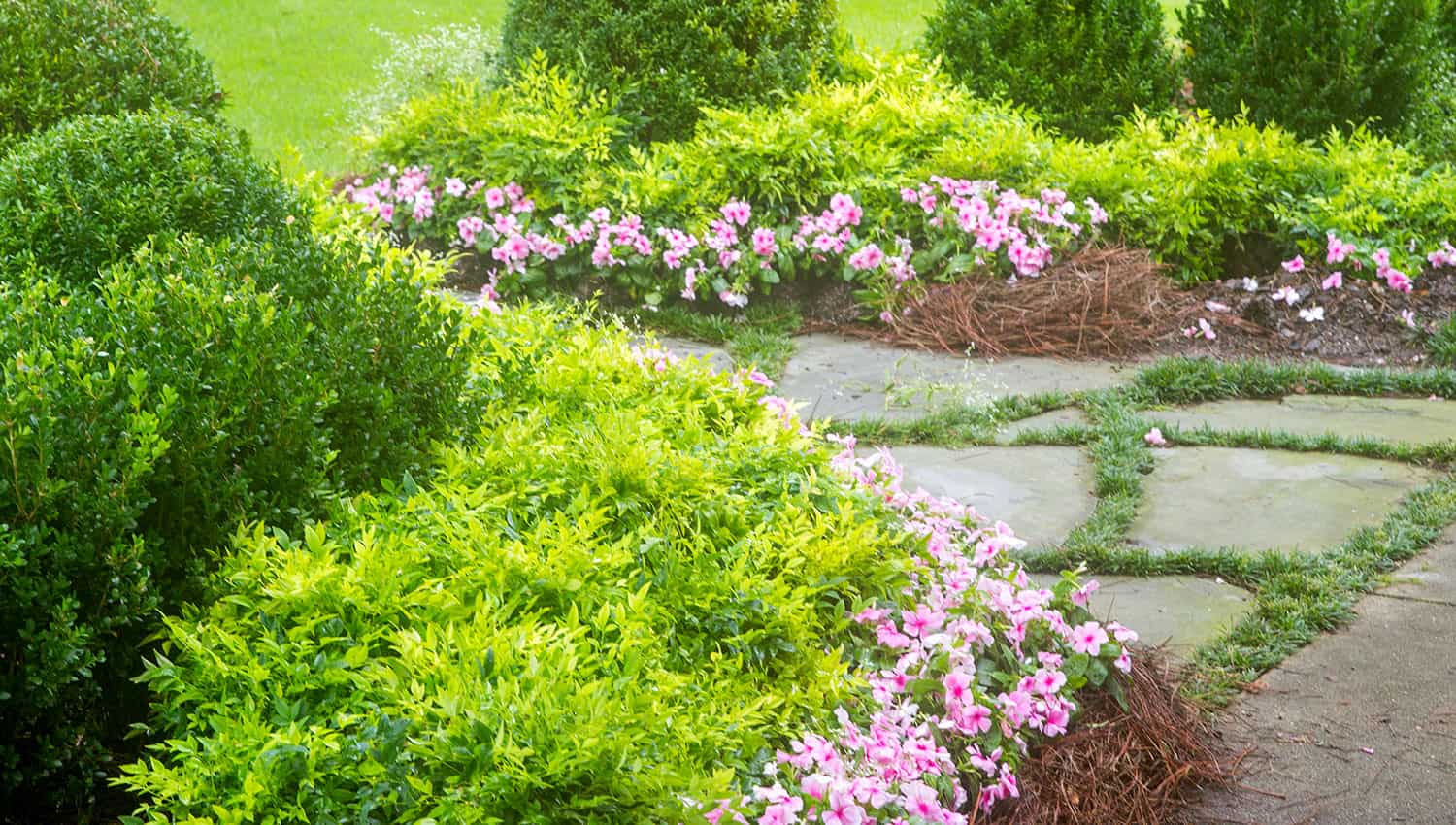 Entryway garden bed features Lemon-Lime Nandina, Boxwood and pink annuals around a slate walking path