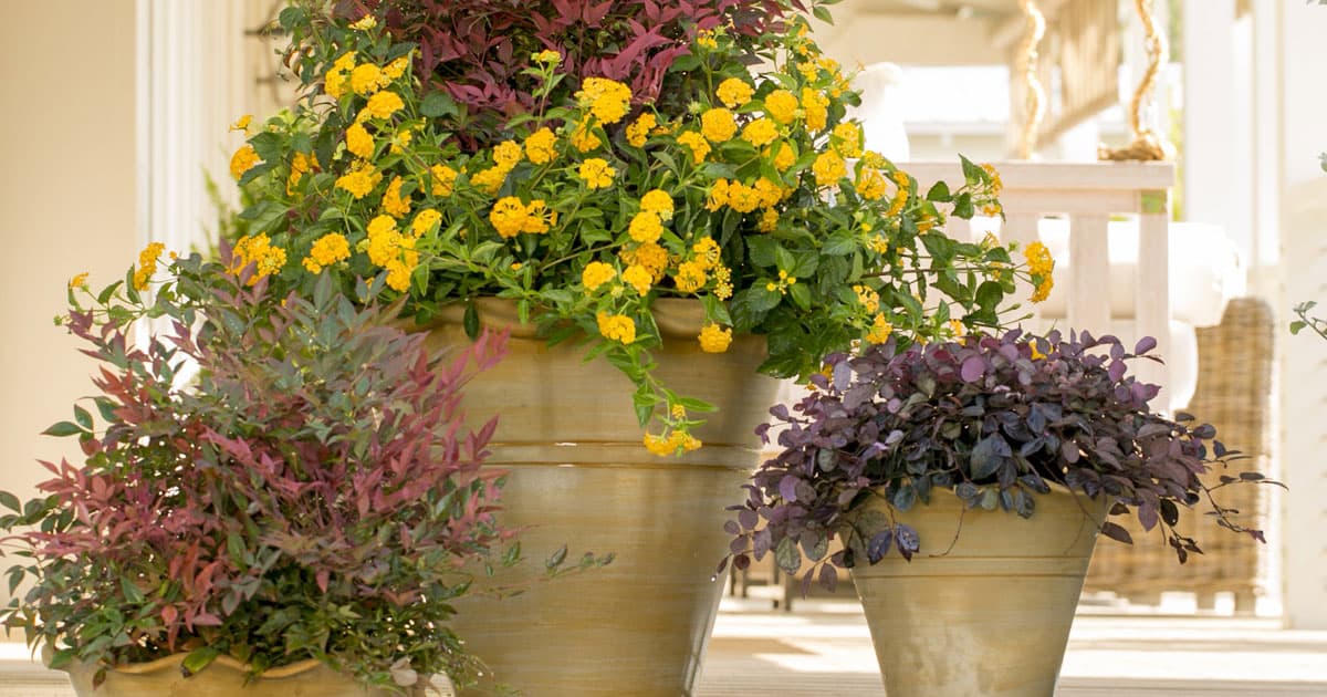 Trio of ceramic containers with Obsession Nandina and Purple Pixie Loropetalum