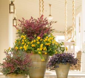 Trio of ceramic containers with Obsession Nandina and Purple Pixie Loropetalum