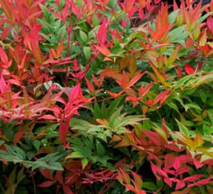 Red and green layered foliage of Obsession Nandina shrub