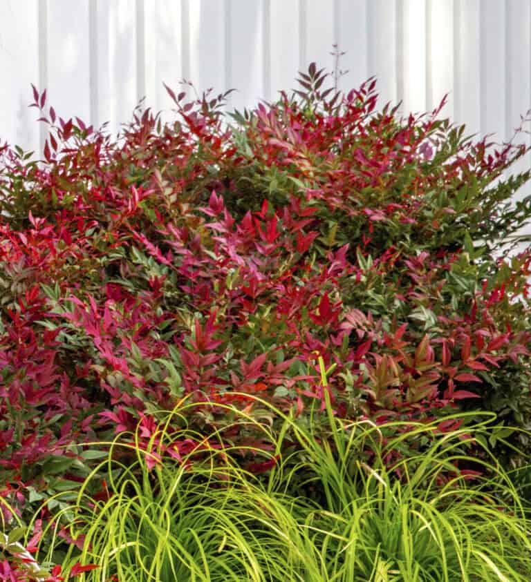 Obsession™ Nandina shrub