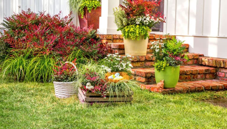Back entryway stoop of red brick and white columns set with containers of Obsession Nandina and Sedium and bordered with Carex and Nandina