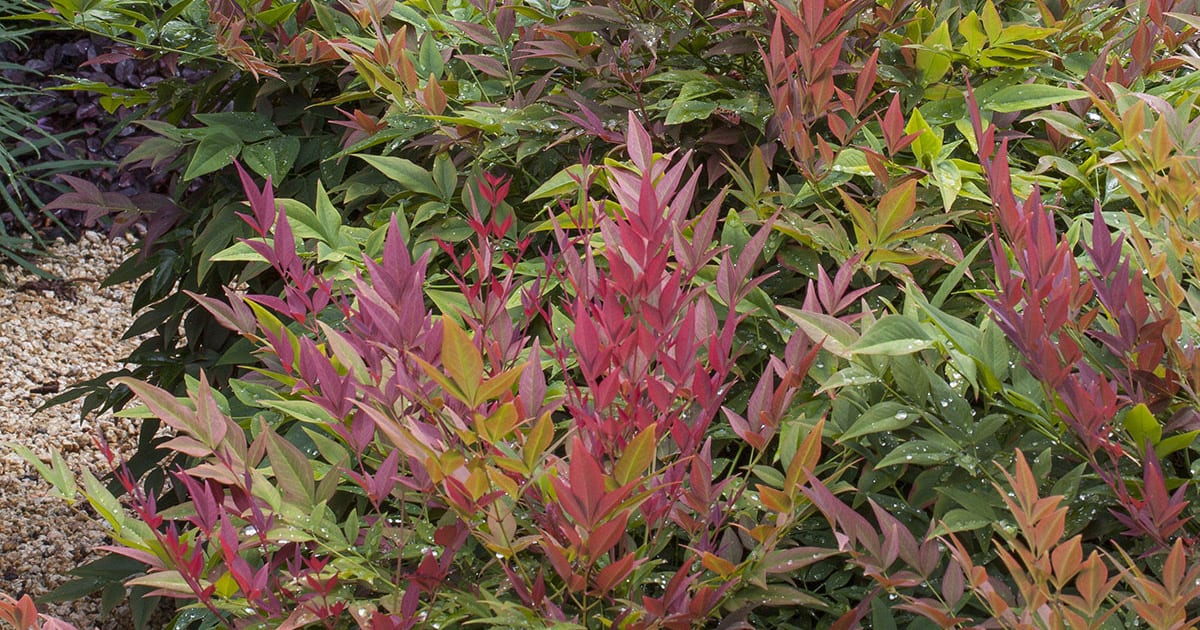 Obsession Nandina foliage in red, gold and green hues