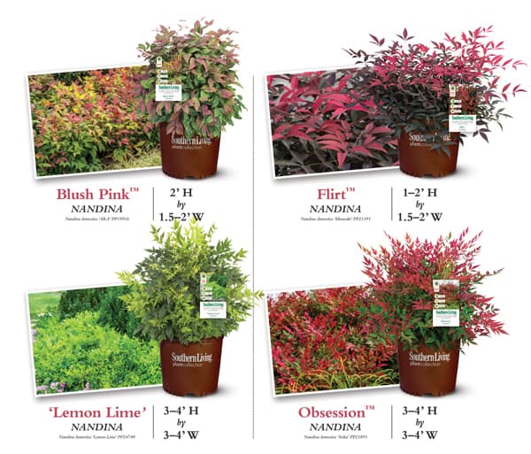 Colage of nandina's