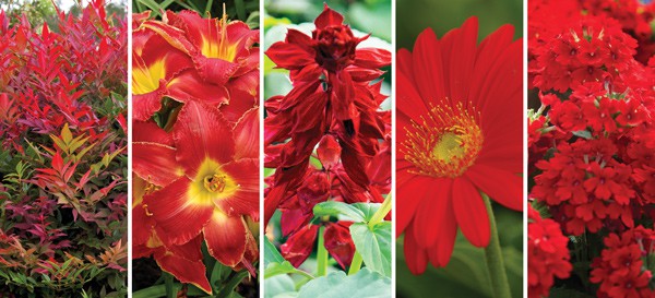 Bright red flowers with green leaves