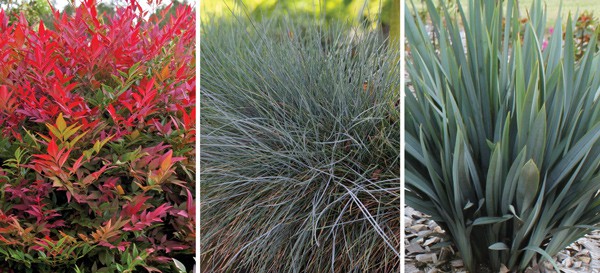 Collage featuring Beyond Blue Fescue grass in the middle.