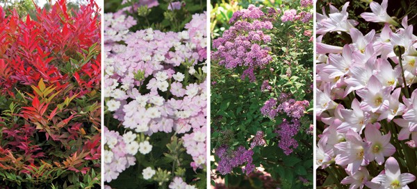 Collage of White Blush EnduraScape Verbena and Little Bonnie Dwarf Spiraea
