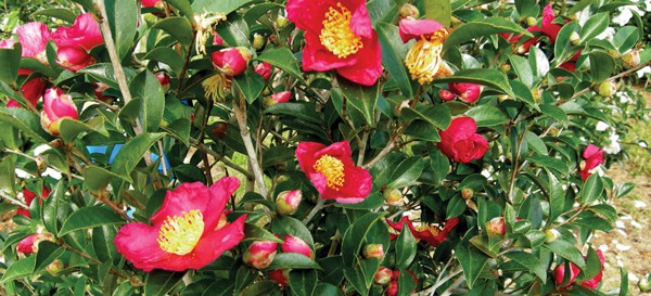 The splendor of these pink to hot pink bloom heads of Southern Living Southgate Rhododendron
