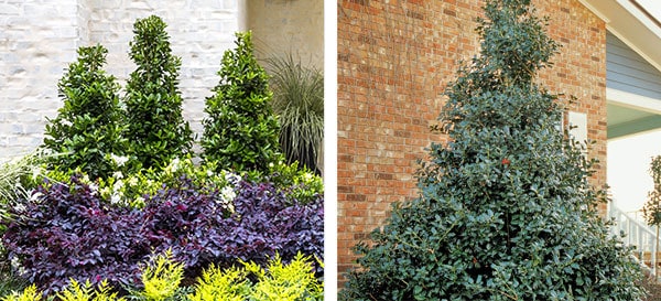 Oakland and Robin Hollies from Southern Living