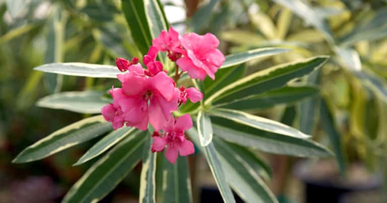 Close up of Twist of Pink Variegated Oleander with deep pink blooms and creamy white variegated foliage