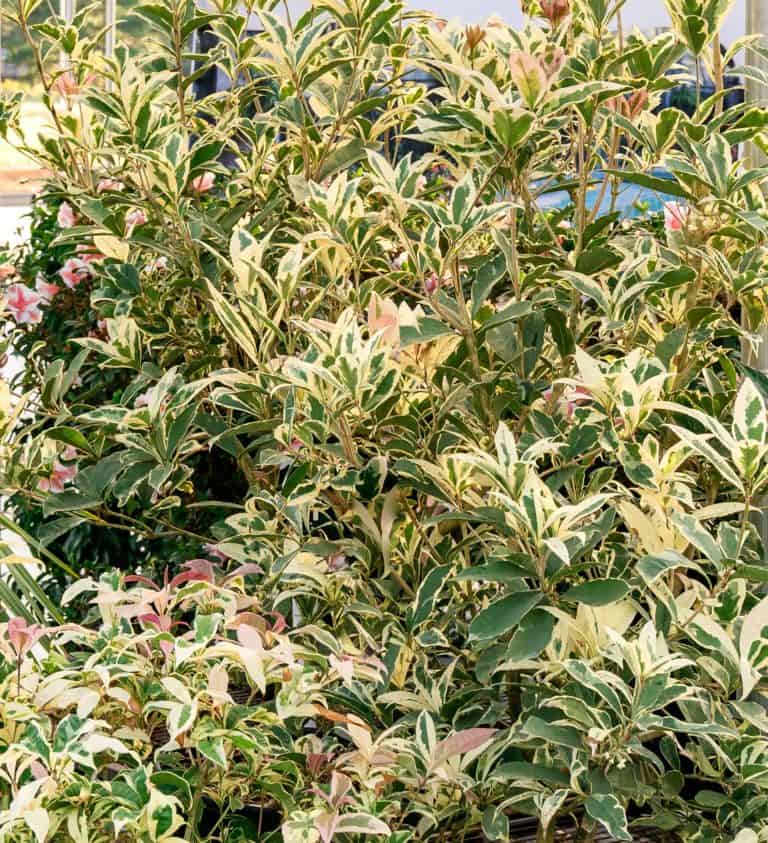 Misty River™ Osmanthus
