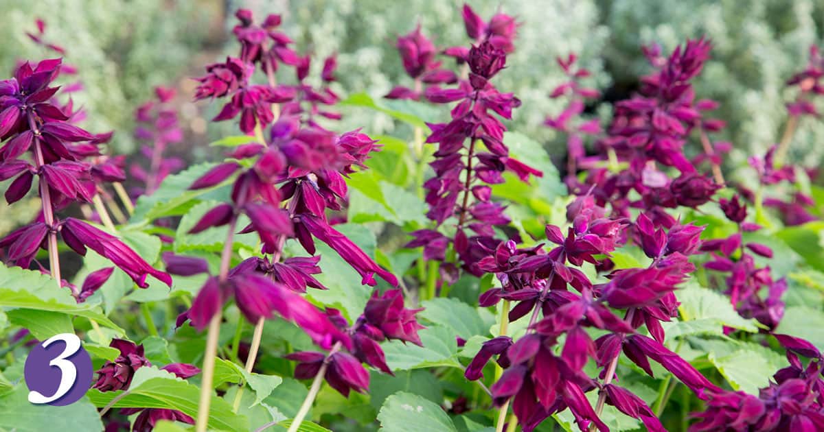 Saucy Wine Salvia with velvety burgundy-red flowers and lush green foliage.