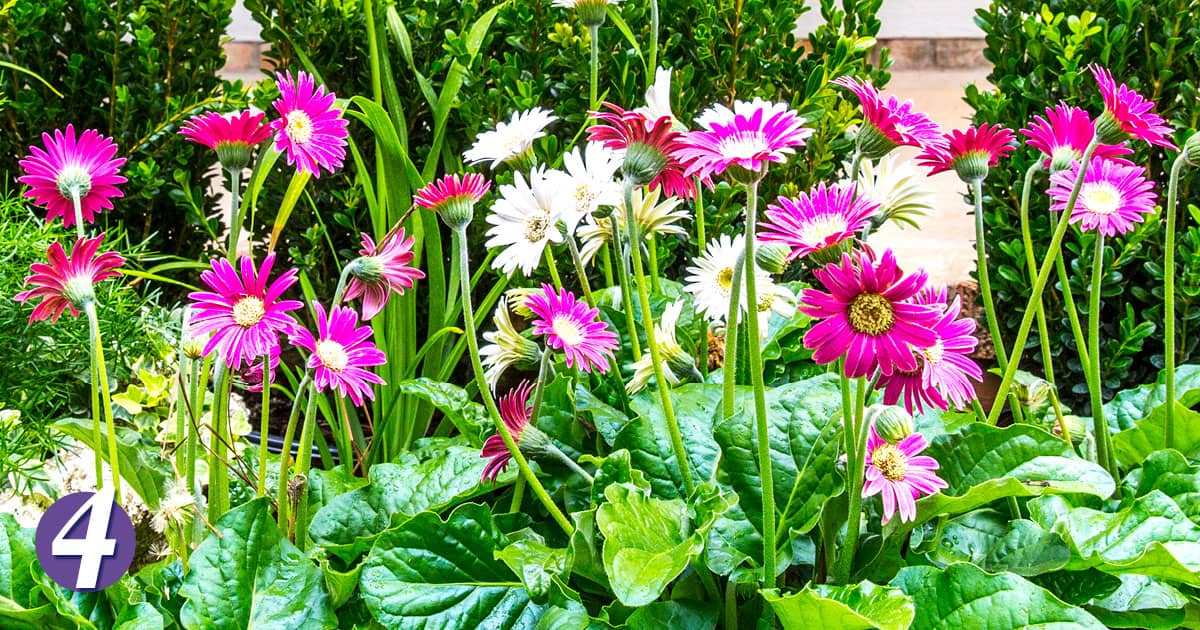 Garden Jewels Gerbera Daisies being advertised as the #4 low maintenance perennial. 