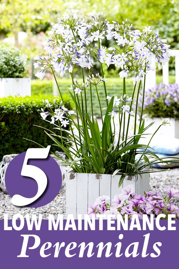 Indigo Frost Agapanthus in pretty white pot being advertised as one of 5 low maintenance perennials.