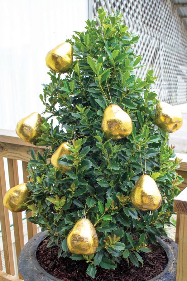 Pear Tree Article Image