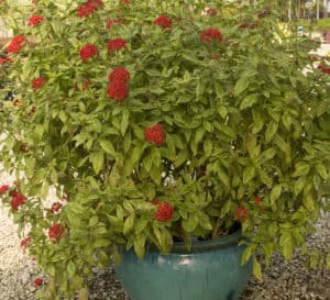 Stars and Stripes Pentas in decorative container with profusive clusters of scarlet red flowers and green foliage.