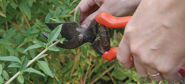 Hands holding plant clippers, clipping a green plant.