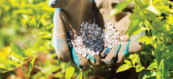 Gloved hands holding pearl fertilizer amongst foliage