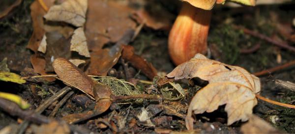 close-up on dried leaves