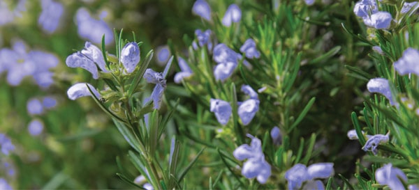 Pet Friendly Plants Chefs Choice Rosemary