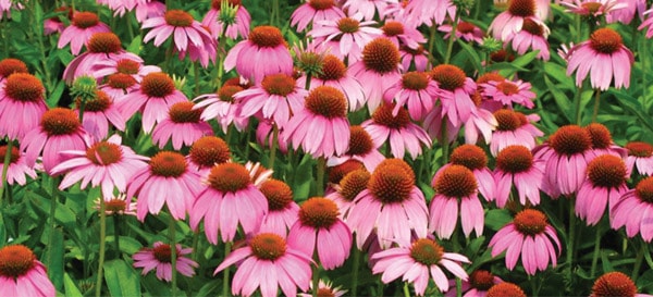 Pet Friendly Plants Crazy Pink Echinacea