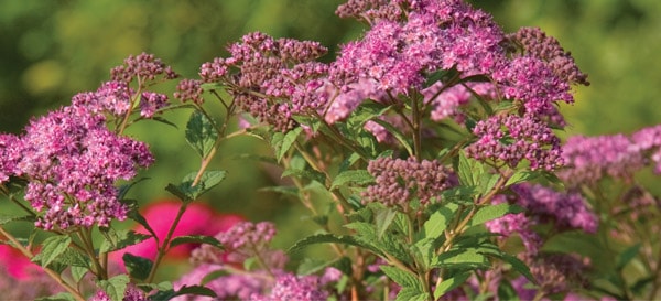 Pet Friendly Plants Little Bonnie Dwarf Spiraea