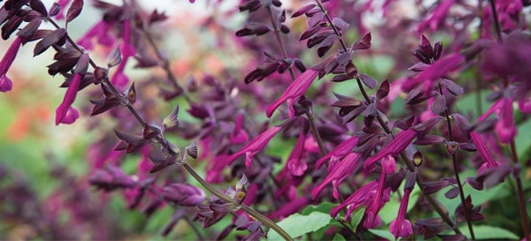 Pet Friendly Plants Love and Wishes Salvia