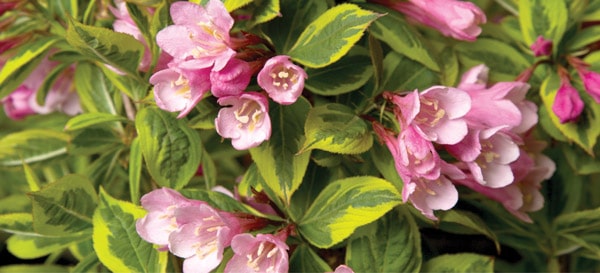 Pet Friendly Plants Rainbow Sensation Weigela