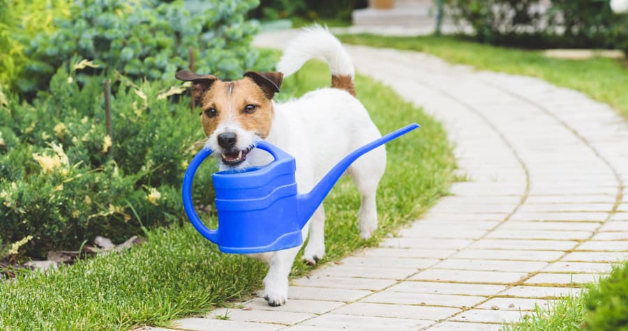 White terrier with brown head walks along a brick pathway carrying a blue plastic watering can in his mouth