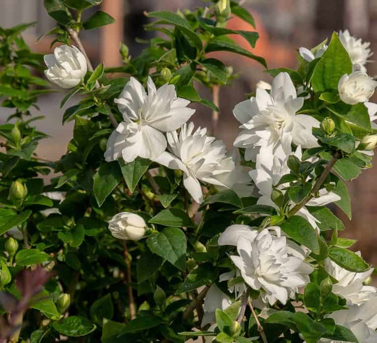 pearls of perfume philadelphus