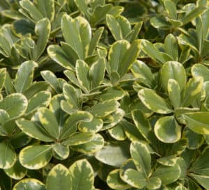Close up view on Mojo Pittosporum foliage that is medium green with large cream colored margin