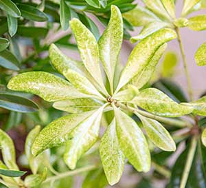 Spring Bouquet has beautifully unique new growth—every spring, the new stems emerge quite tall and the green plant erupts in a cover of almost white leaves
